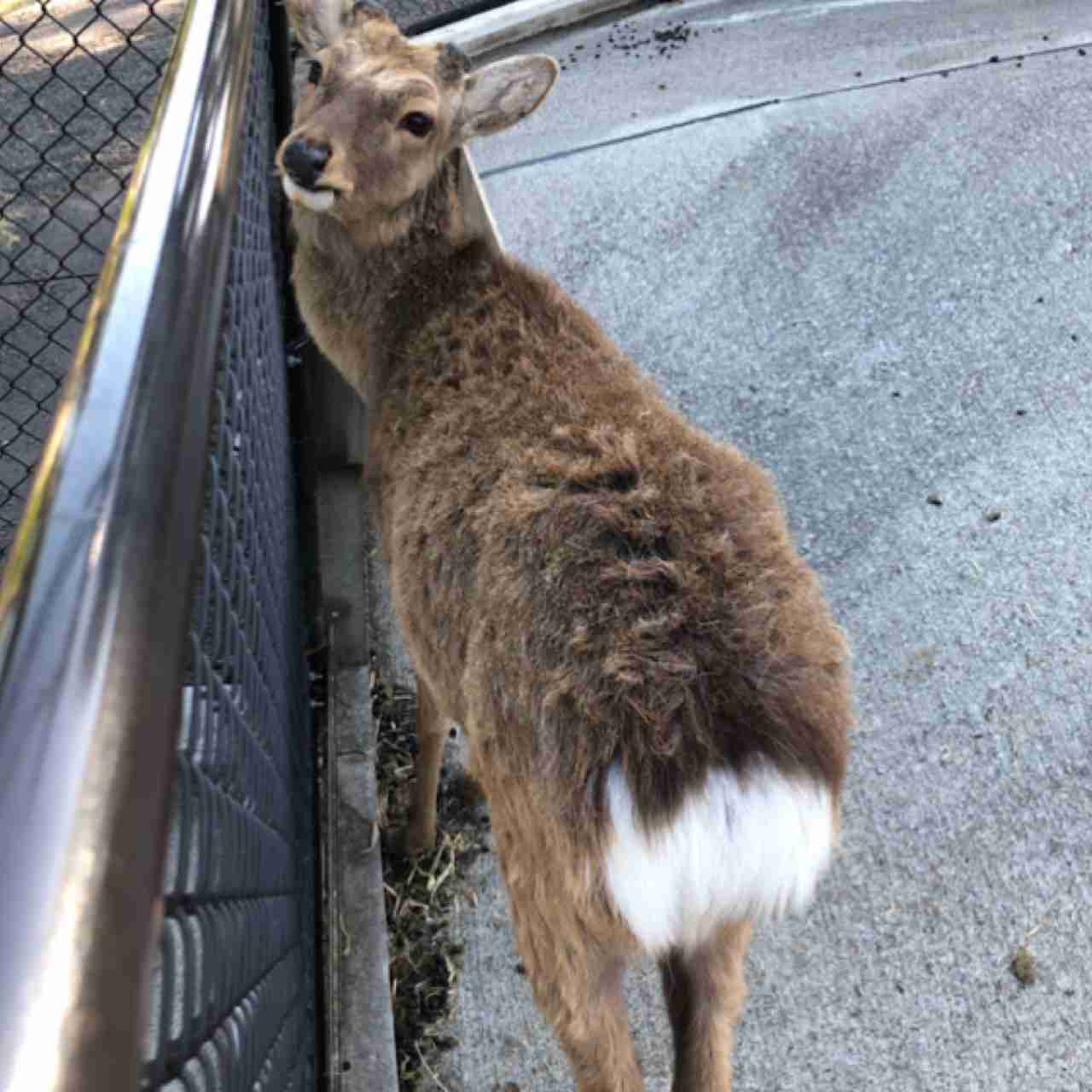 【画像】自分で撮影した人間以外の生き物を貼るトピ
