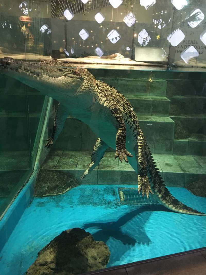 【画像】自分で撮影した人間以外の生き物を貼るトピ