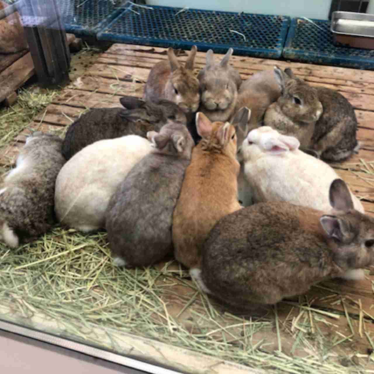 【画像】自分で撮影した人間以外の生き物を貼るトピ
