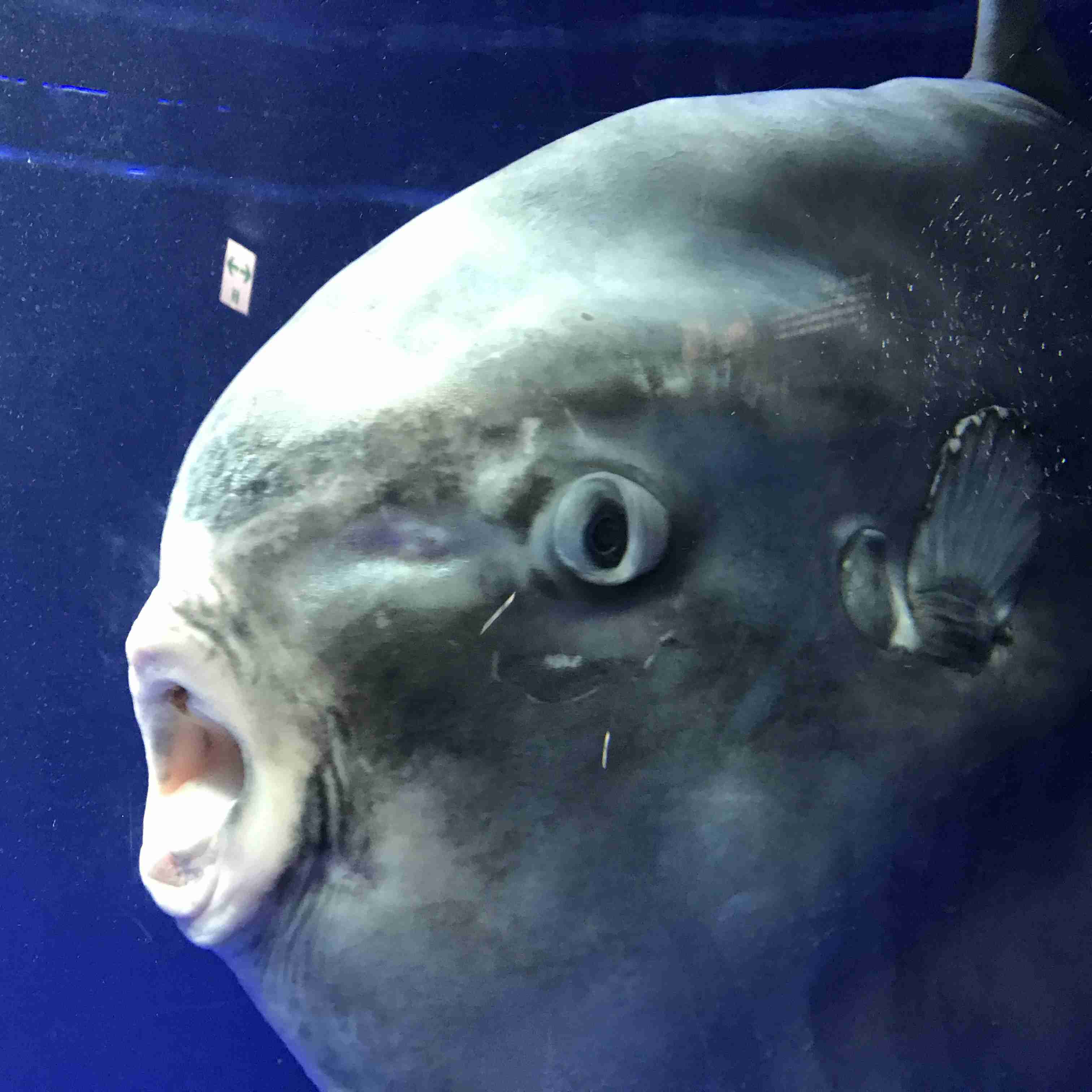 【画像】自分で撮影した人間以外の生き物を貼るトピ