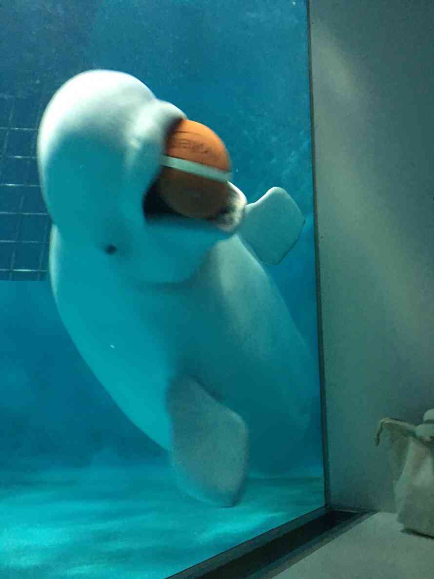 【画像】自分で撮影した人間以外の生き物を貼るトピ