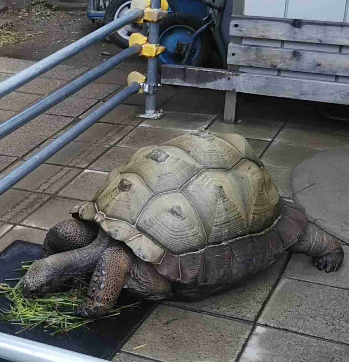 【画像】自分で撮影した人間以外の生き物を貼るトピ