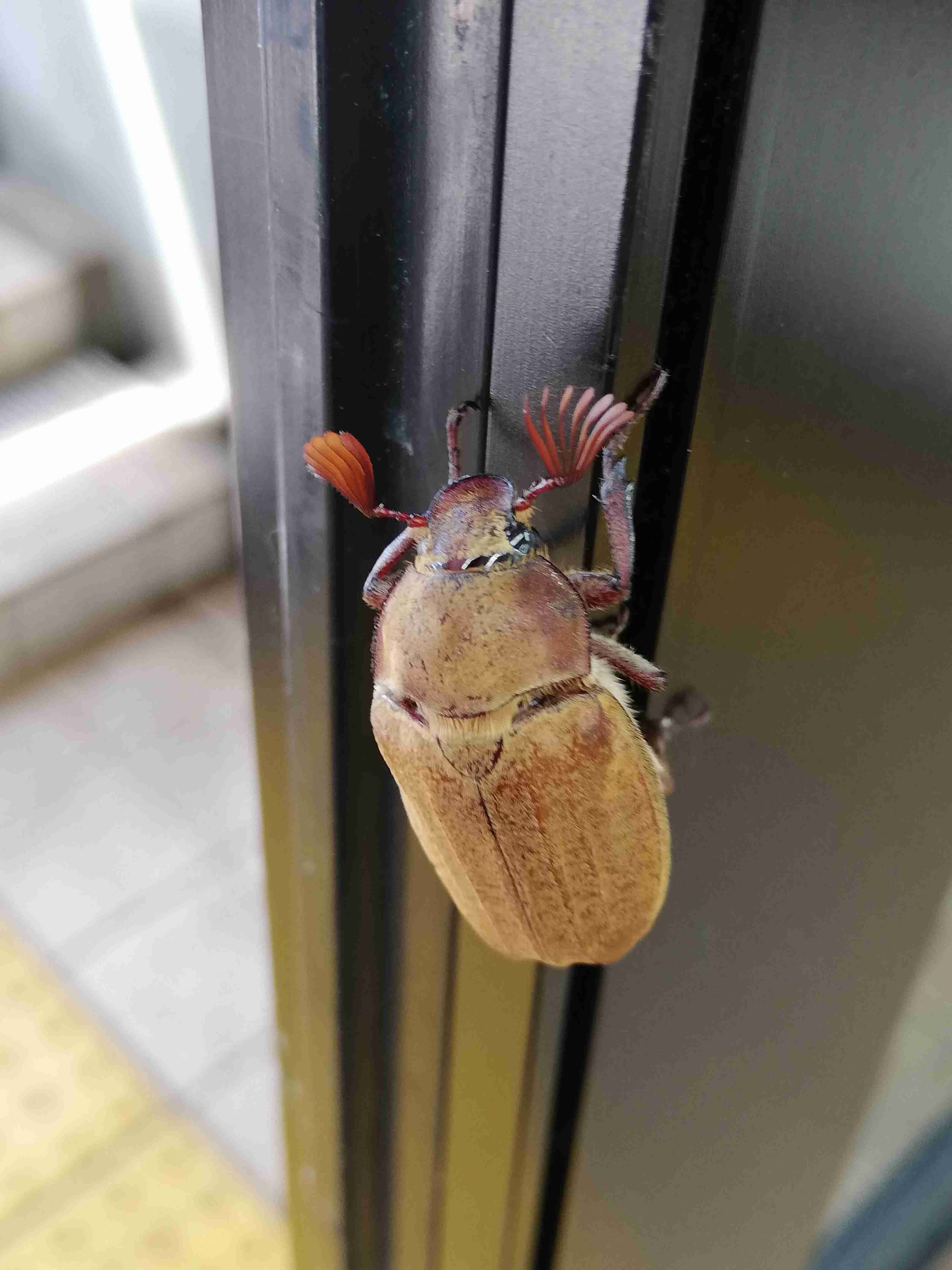 【画像】自分で撮影した人間以外の生き物を貼るトピ