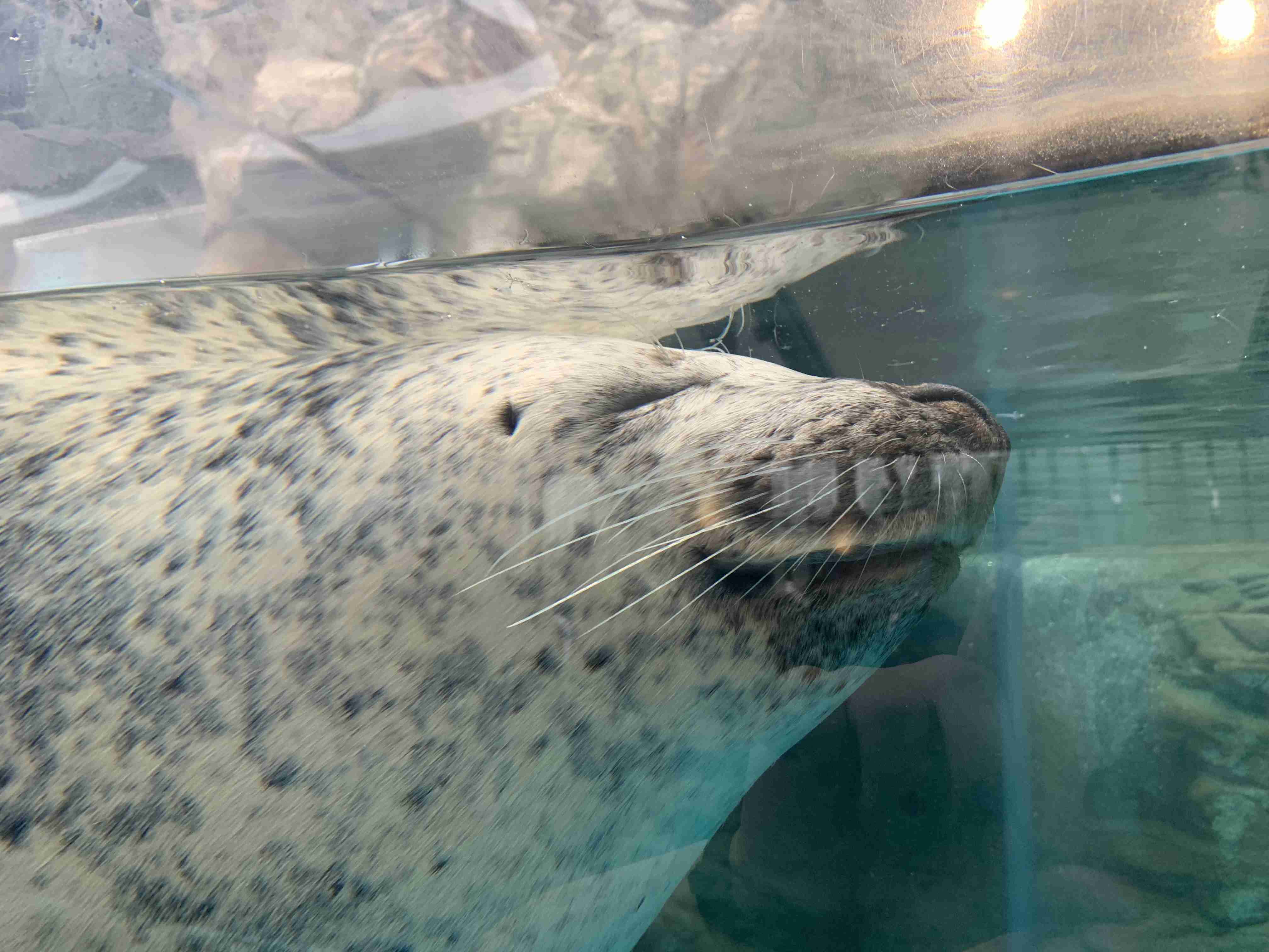 【画像】自分で撮影した人間以外の生き物を貼るトピ