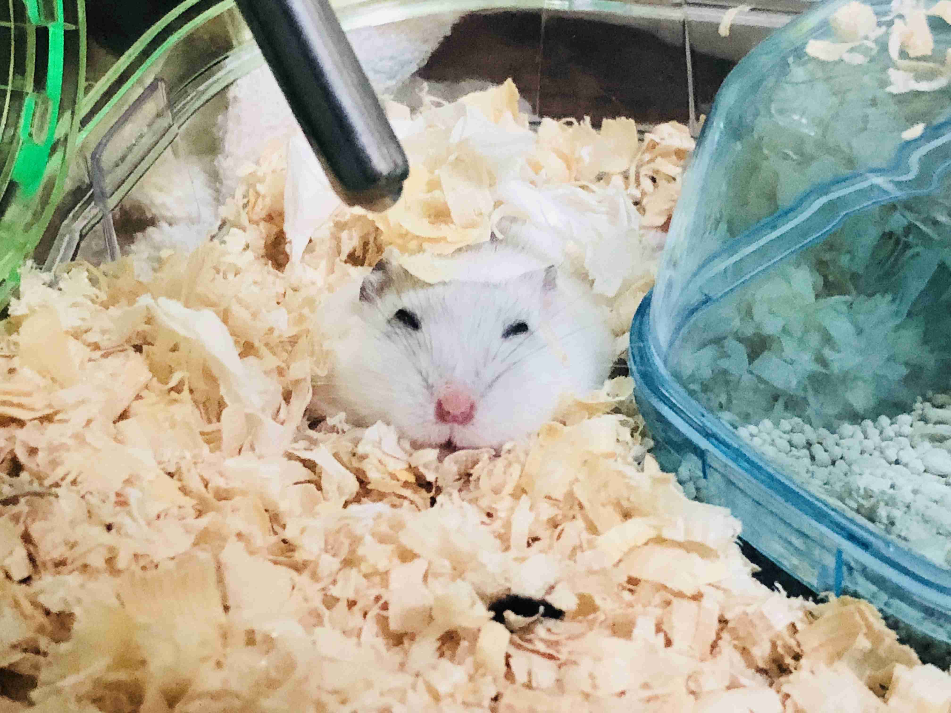 【画像】自分で撮影した人間以外の生き物を貼るトピ