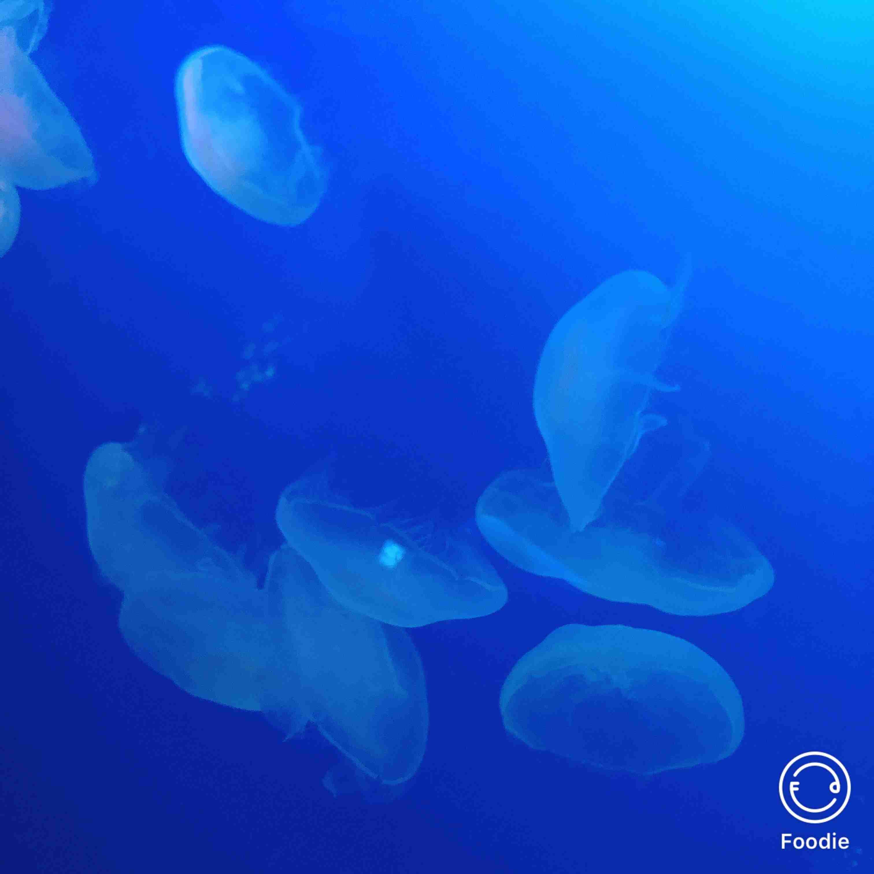 【画像】自分で撮影した人間以外の生き物を貼るトピ