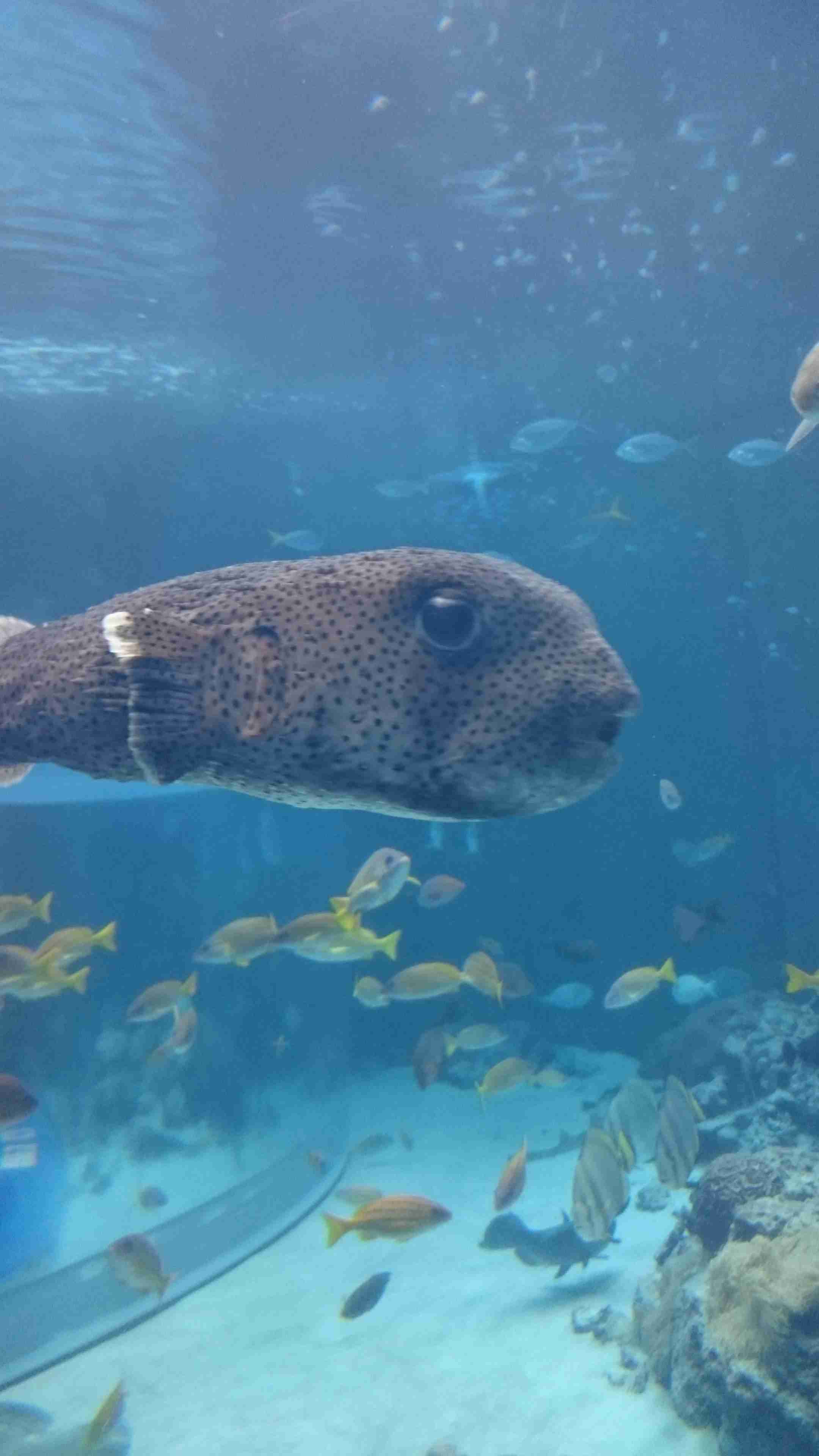 【画像】自分で撮影した人間以外の生き物を貼るトピ