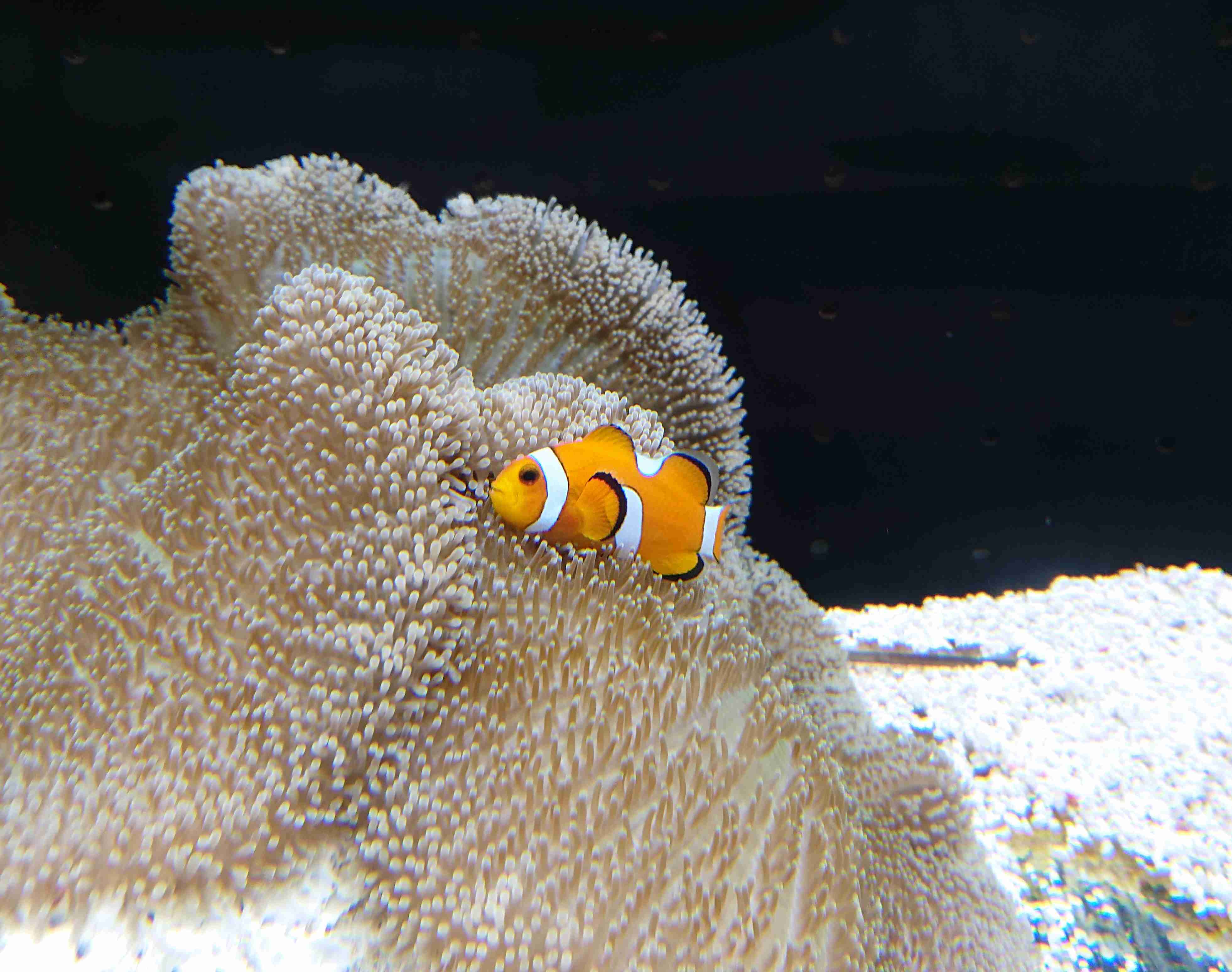 【画像】自分で撮影した人間以外の生き物を貼るトピ