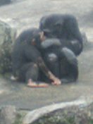 【画像】自分で撮影した人間以外の生き物を貼るトピ