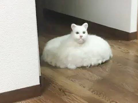 ロボット掃除機のオススメ