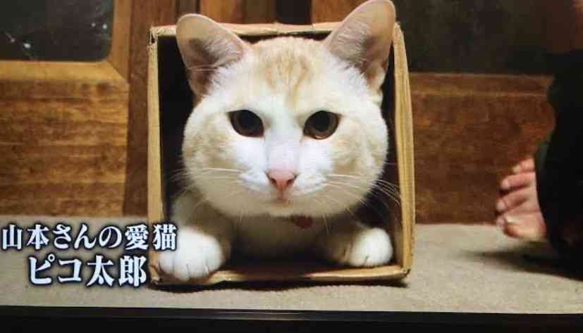 実況「マグロに賭けた男たち 2020天国と地獄」