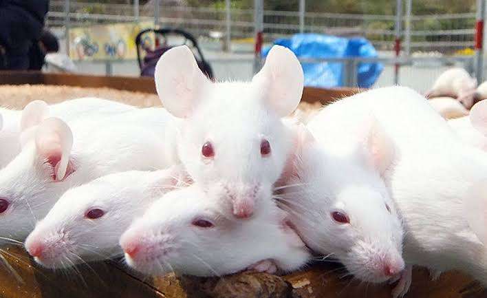 子年生まれは1062万人　長嶋茂雄氏、北島三郎にキムタク　侍J稲葉監督らが年男