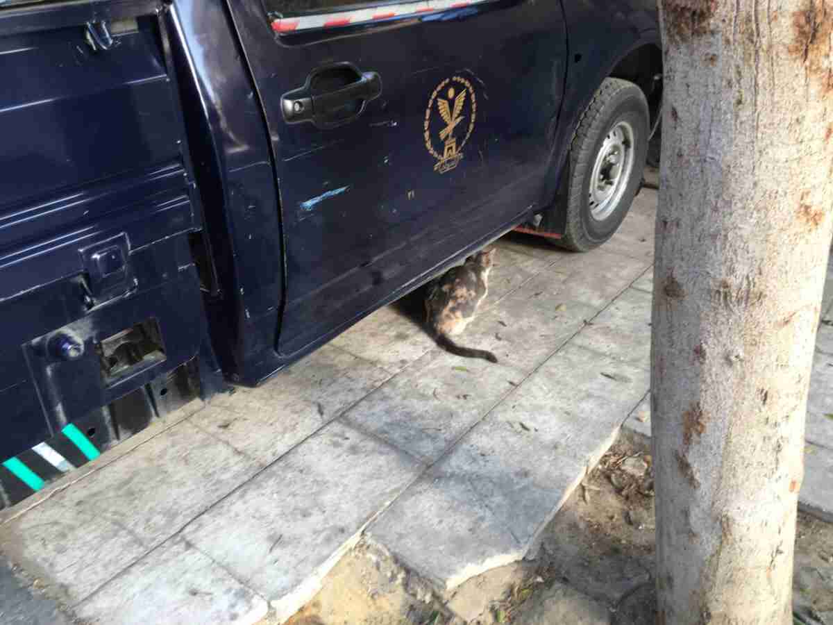 猫のωの画像を貼るトピ