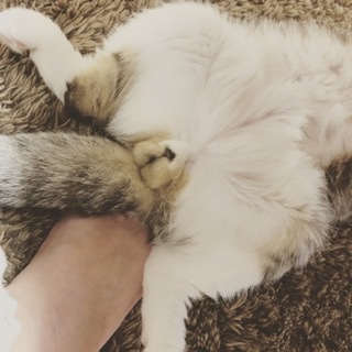 猫のωの画像を貼るトピ