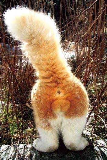 猫のωの画像を貼るトピ