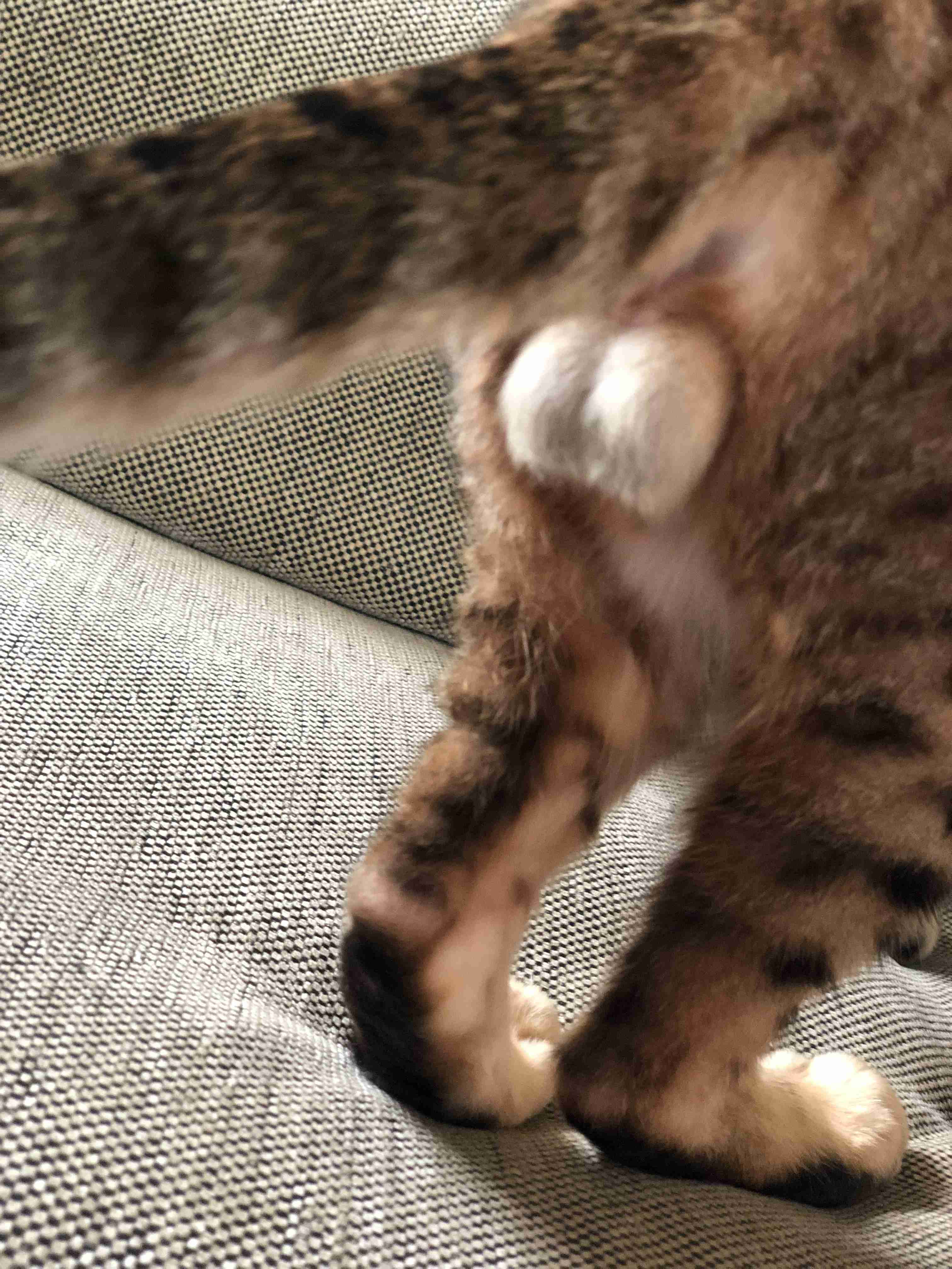 猫のωの画像を貼るトピ
