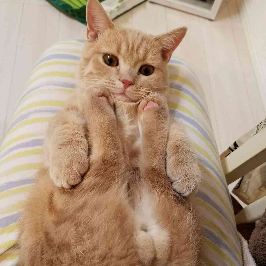 猫のωの画像を貼るトピ