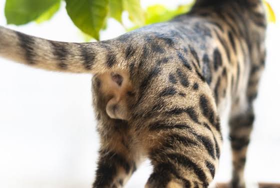 猫のωの画像を貼るトピ