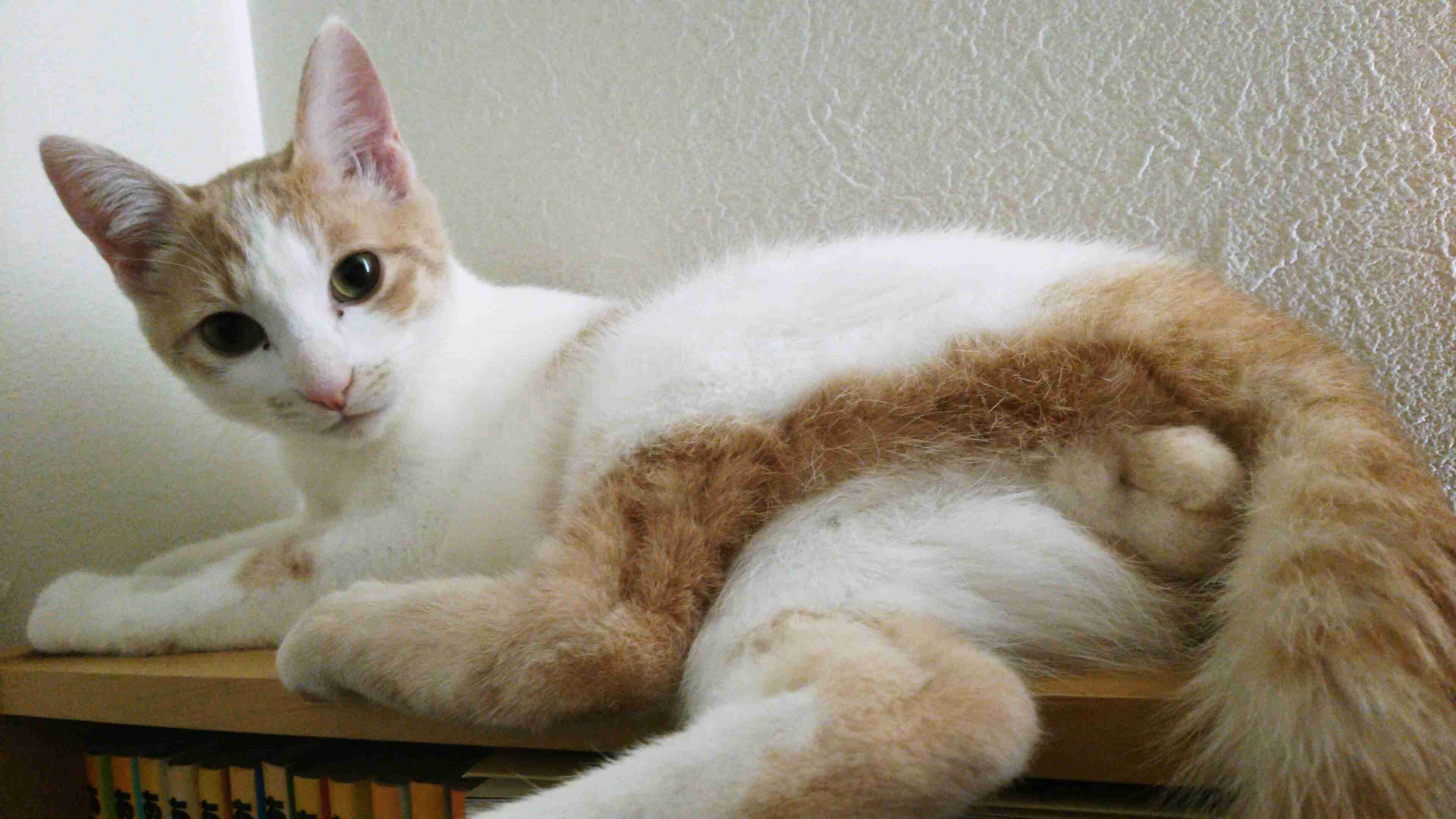 猫のωの画像を貼るトピ