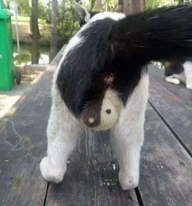 猫のωの画像を貼るトピ