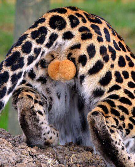 猫のωの画像を貼るトピ