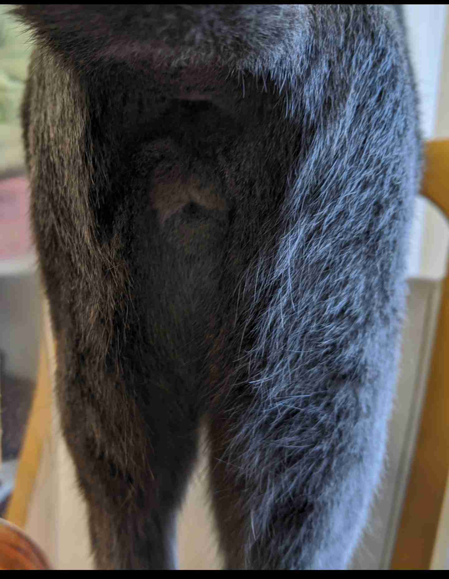 猫のωの画像を貼るトピ