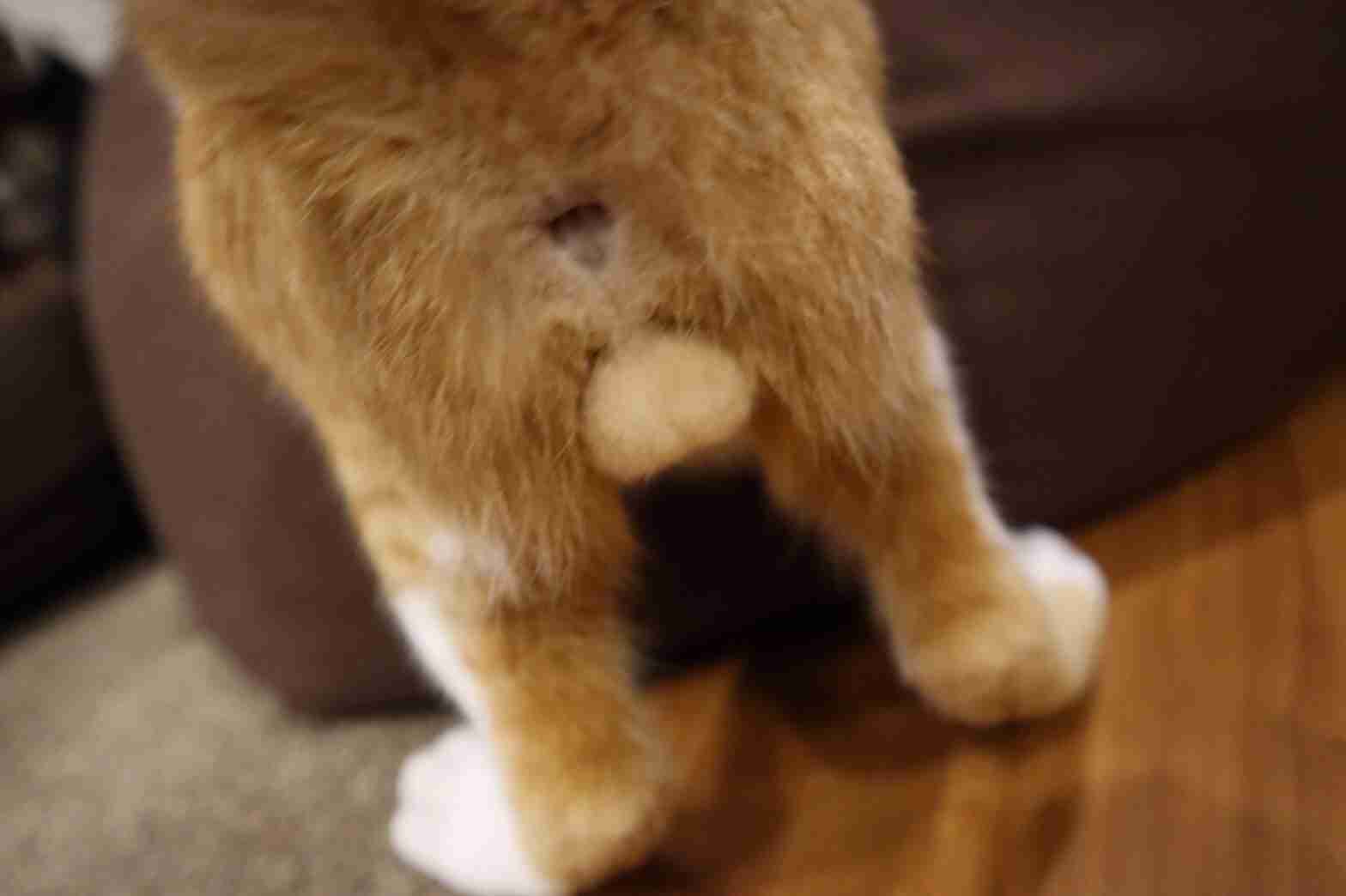 猫のωの画像を貼るトピ