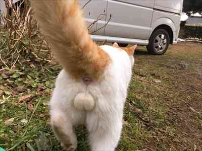 猫のωの画像を貼るトピ