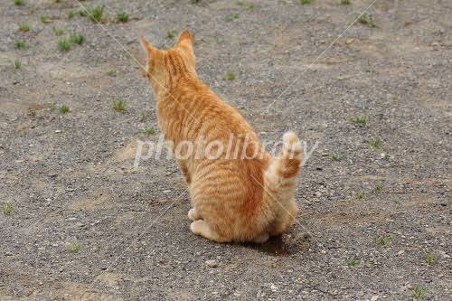 猫のωの画像を貼るトピ