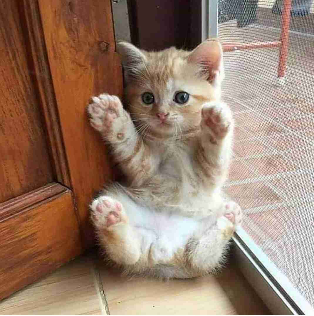 猫のωの画像を貼るトピ