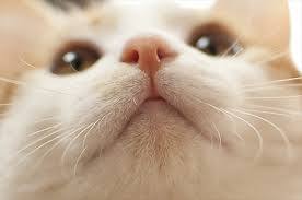 猫のωの画像を貼るトピ