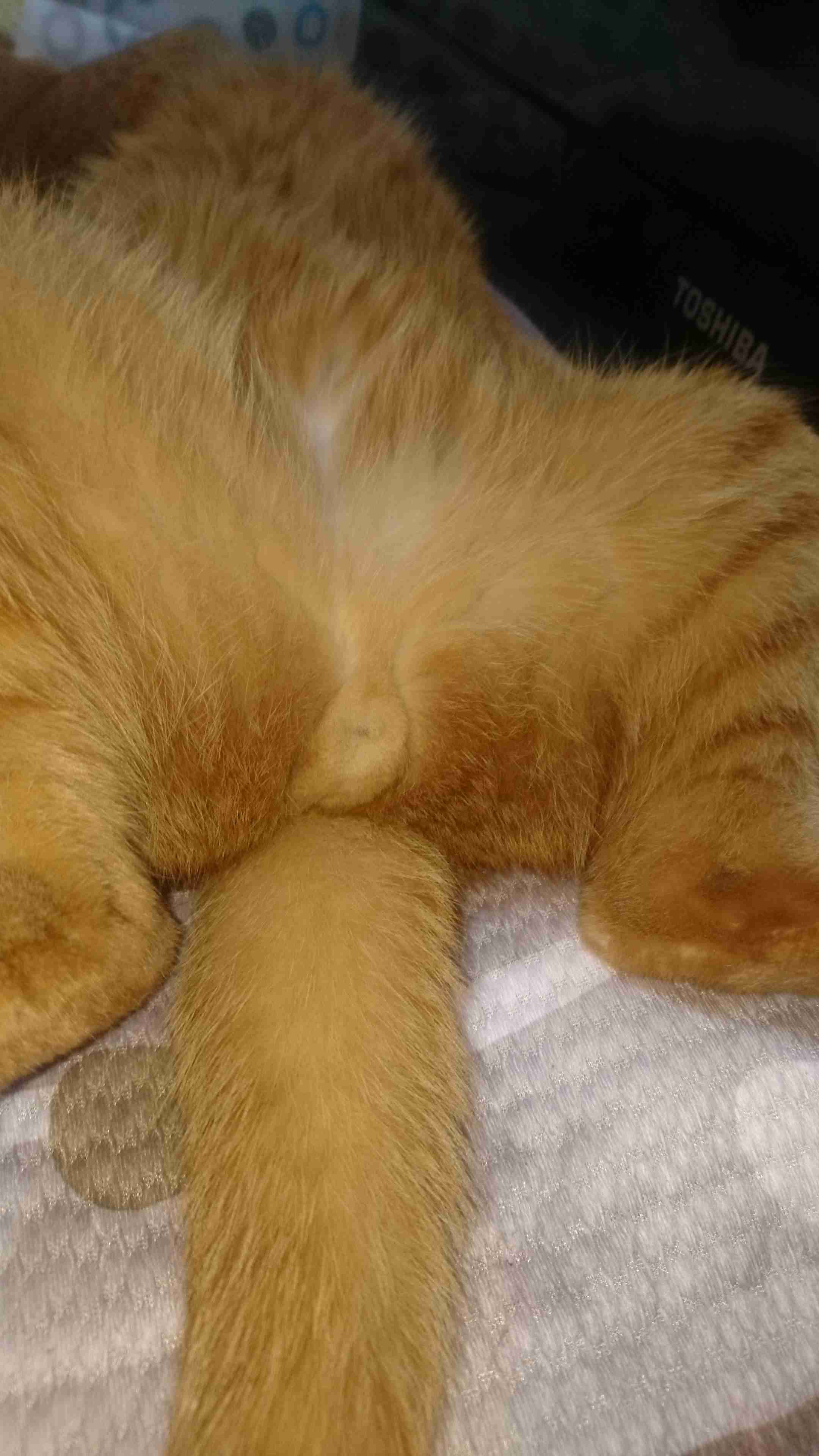 猫のωの画像を貼るトピ