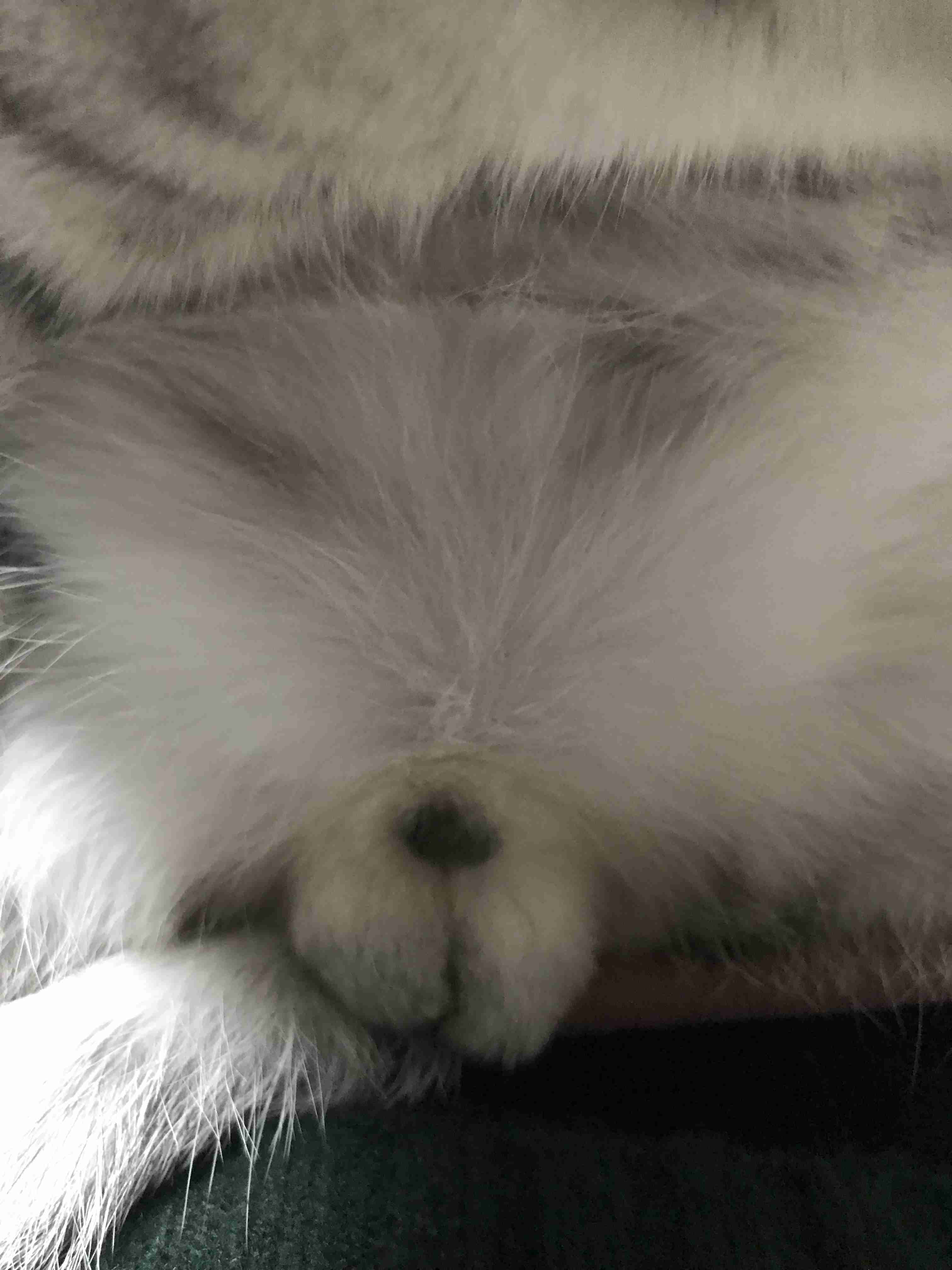 猫のωの画像を貼るトピ