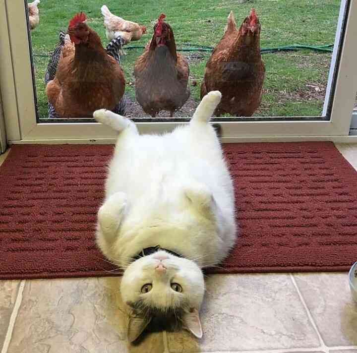 猫のωの画像を貼るトピ