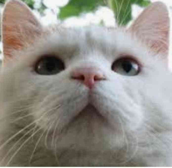 猫のωの画像を貼るトピ