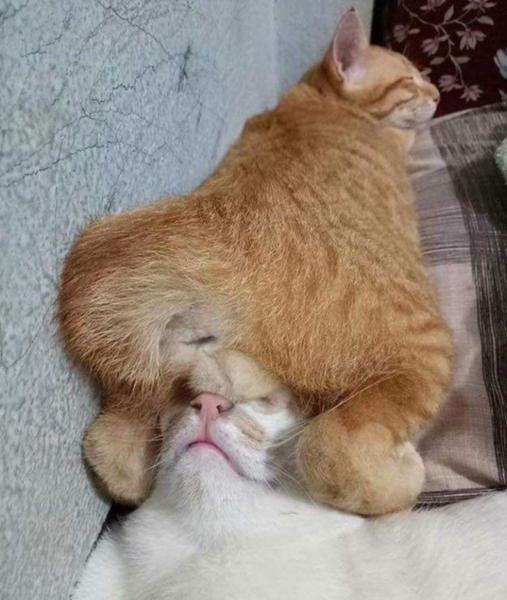 猫のωの画像を貼るトピ