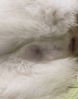 猫のωの画像を貼るトピ