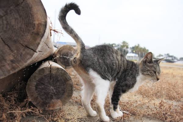 猫のωの画像を貼るトピ