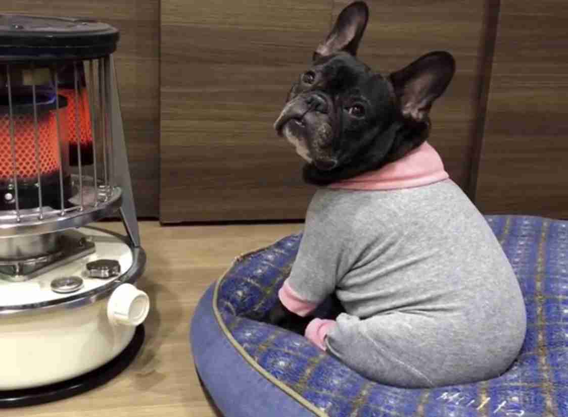 猫のωの画像を貼るトピ