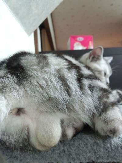 猫のωの画像を貼るトピ