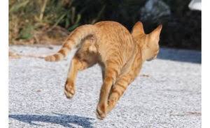 猫のωの画像を貼るトピ