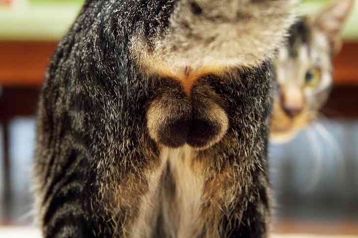 猫のωの画像を貼るトピ