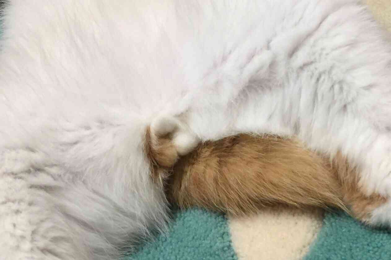 猫のωの画像を貼るトピ