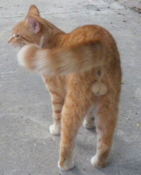 猫のωの画像を貼るトピ