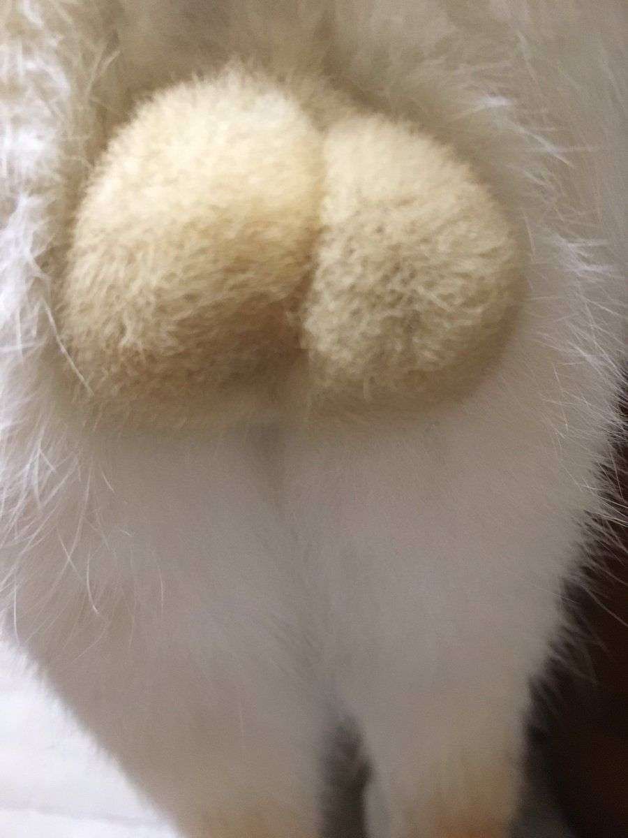 猫のωの画像を貼るトピ