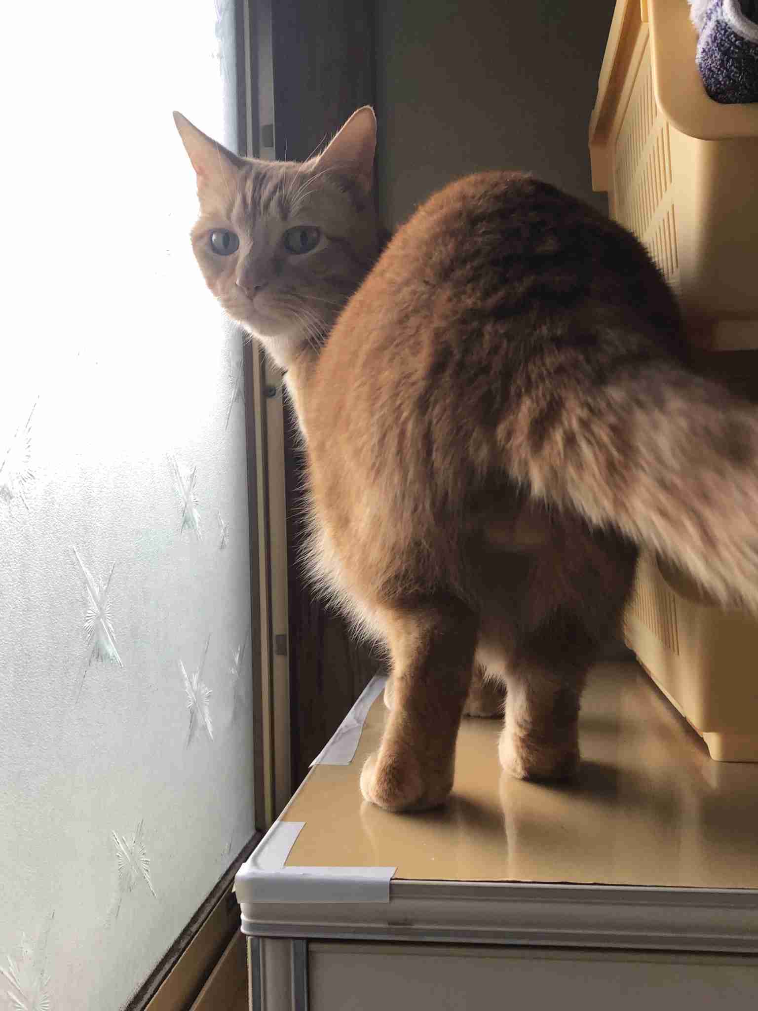 猫のωの画像を貼るトピ