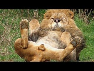 猫のωの画像を貼るトピ