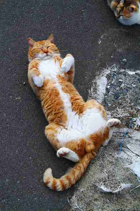 猫のωの画像を貼るトピ