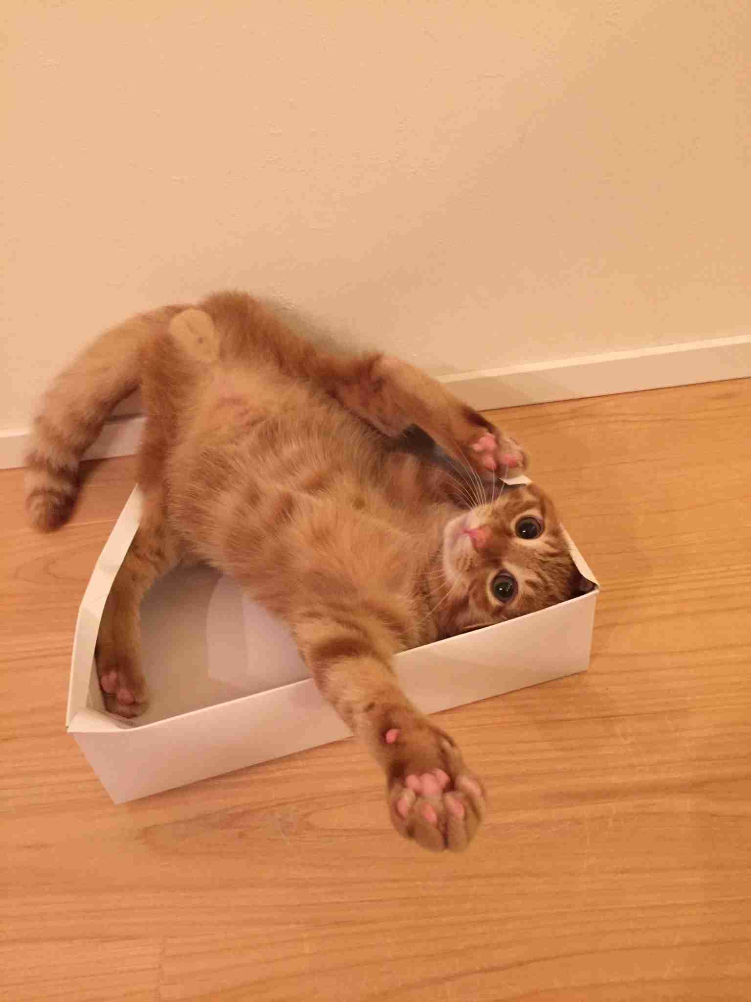 猫のωの画像を貼るトピ