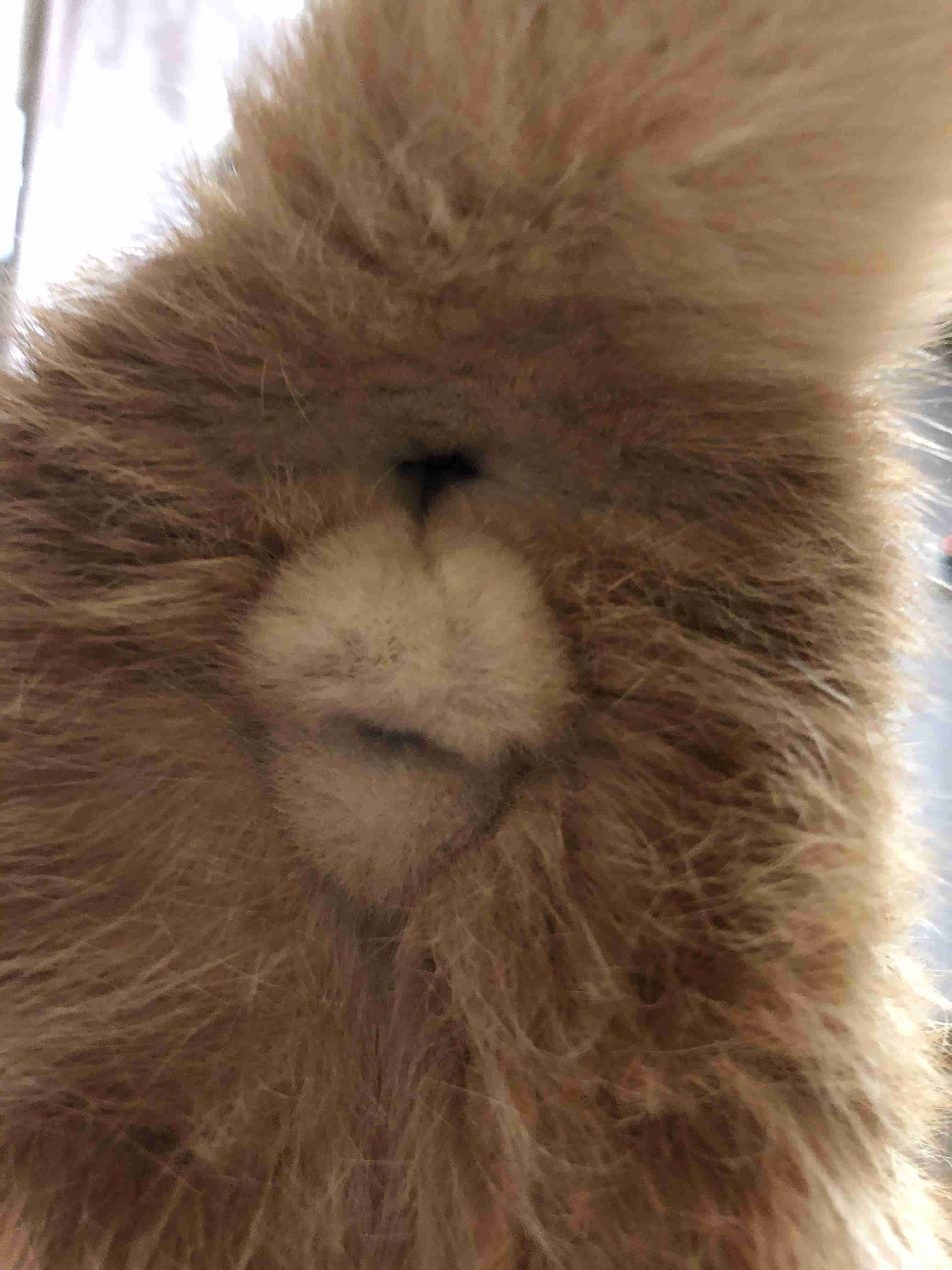 猫のωの画像を貼るトピ